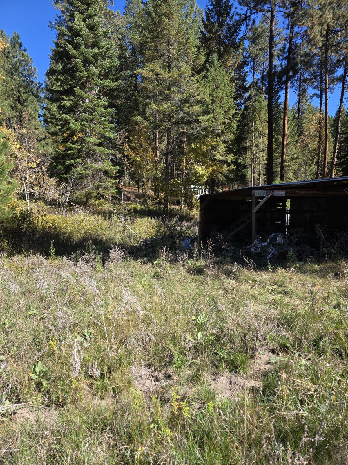 Overgrown lot with an old shed