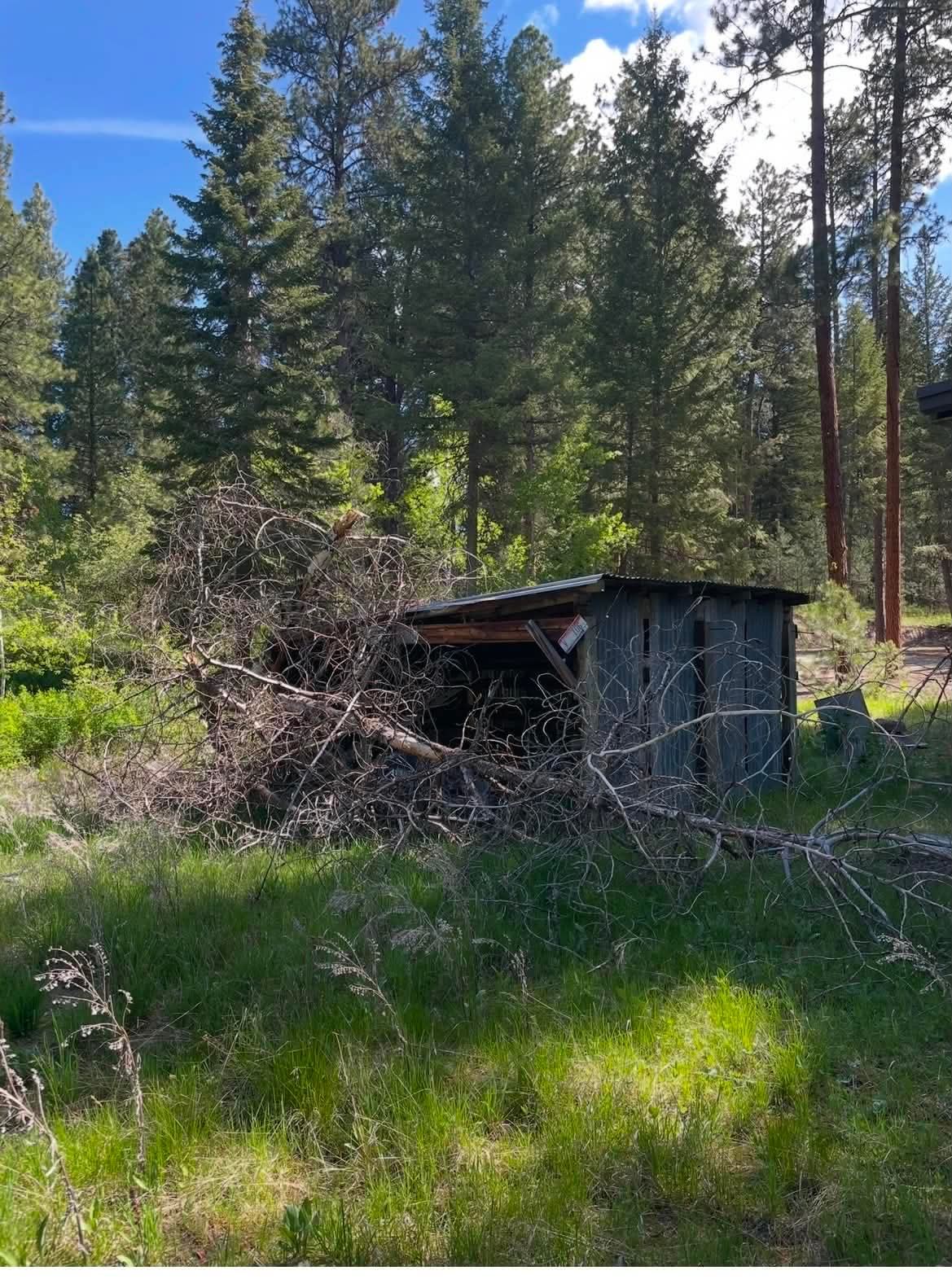 Fallen tree on a shed